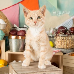 Thumbnail photo of Augustus #4