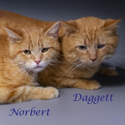 Photo of Daggett (C24-003)