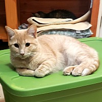 adopt a pet
