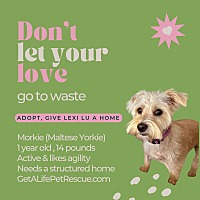 adopt a pet