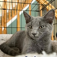 adopt a pet