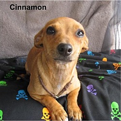 Thumbnail photo of Cinnamon #2