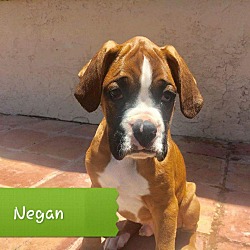 Thumbnail photo of Negan #2