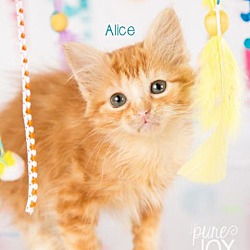 Photo of Alice