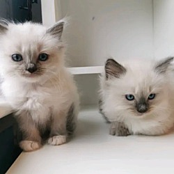 Photo of Ragdoll Kittens Ready