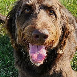 Photo of Cooper - Deb