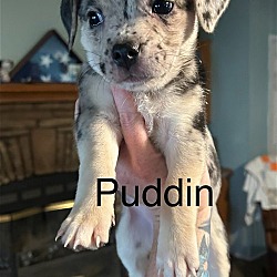 Photo of Puddin