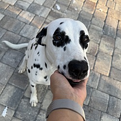 Photo of Spot