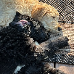 Thumbnail photo of Honey - Goldendoodle puppy #4