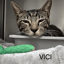 Thumbnail photo of Vici #2