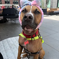 adopt a pet
