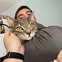 adopt a pet