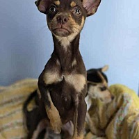 adopt a pet