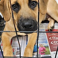 adopt a pet