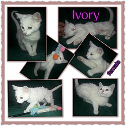 Thumbnail photo of Ivory #1