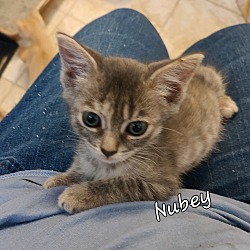 Photo of Nubey