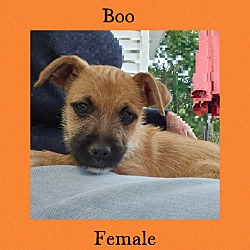 Thumbnail photo of Boo #1