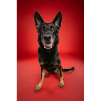 adopt-pet