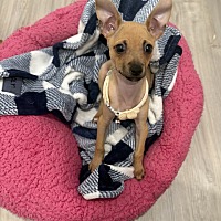adopt a pet