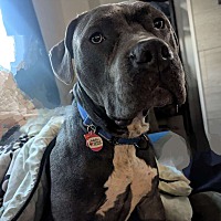 adopt a pet