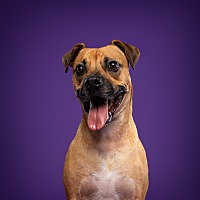 adopt-pet