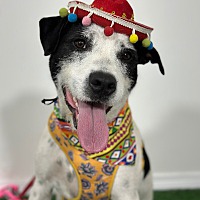 adopt a pet