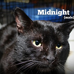 Thumbnail photo of Midnight #2