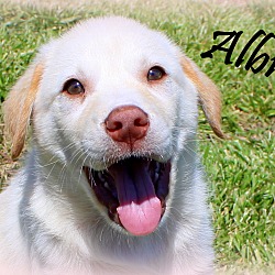Thumbnail photo of Albie~adopted! #1