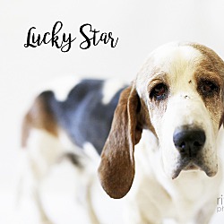 Photo of Lucky-Star