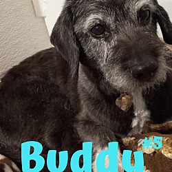 Thumbnail photo of Buddy #5 #1