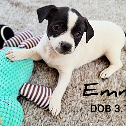 Thumbnail photo of Emmie #1