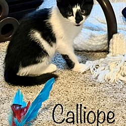 Thumbnail photo of Calliope #2