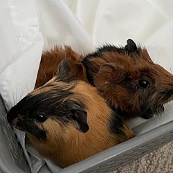 Photo of Winnie and Reeses