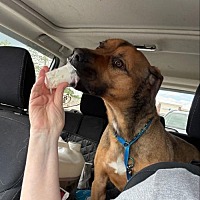 adopt a pet