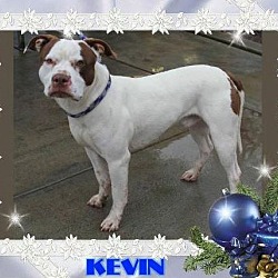 Thumbnail photo of Kevin-Low Fees/Neutered #2