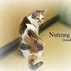 Thumbnail photo of Nutmeg #3