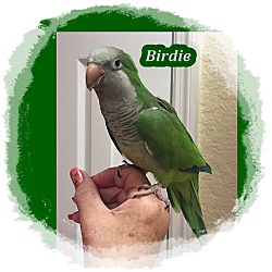 Photo of Birdie