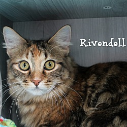 Thumbnail photo of Rivendell #2