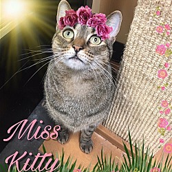 Thumbnail photo of Miss Kitty #1