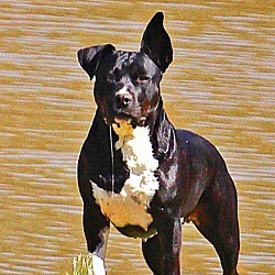 Photo of Shorty aka Son