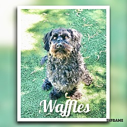 Photo of Waffles Chocolate Poodle
