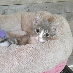 Thumbnail photo of Bella - tiny kitten #1