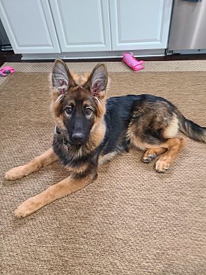 Medina, Oh - German Shepherd Dog. Meet Luna A Pet For Adoption 