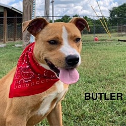 Thumbnail photo of Butler #2