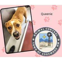 Thumbnail photo of Queenie #2