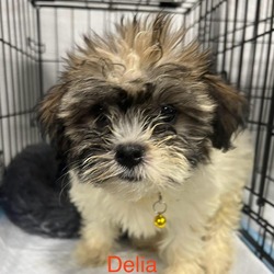 Thumbnail photo of Delia #2