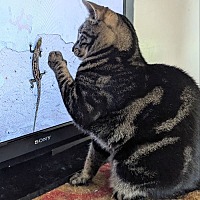adopt a pet