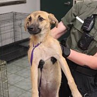 adopt a pet