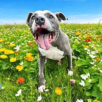 adopt a pet