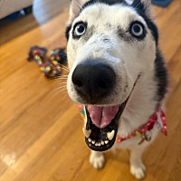 adopt a pet